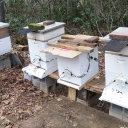 Four honeybee hives in the local Boone community are equipped with the Beemon system created by students and faculty members in the Department of Computer Science at Appalachian State University. The hive pictured third from left is currently empty; its location between two active hives allows for it to be used to measure the level of background noise. Photo submitted