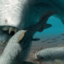 This image displays the prehistoric Dunkleosteus — a large, armored fish that existed during the Late Devonian period, or about 380–360 years ago. Image by Jaime Chirinos/Science Photo Library