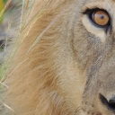 “Curious Lion” by Dr. Terry Waldspurger, adjunct instructor in Appalachian’s General Education Program and faculty/staff runner-up in the Landscapes or Wildlife category.