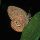 Photo of the St. Francis’ satyr butterfly. Photo courtesy of U.S. Fish and Wildlife Service