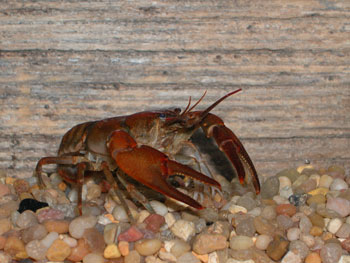 Crayfish article image 1