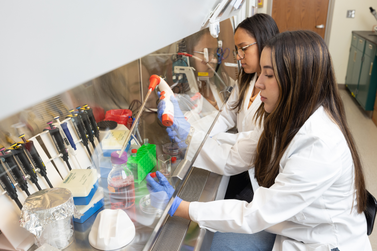 Student researchers Gabriela Gonzalez Caquias, left, and Luiza Dias discovered both rigor and community in the fight for a cure at Daniel Chen’s cancer research lab. Photo by Chase Reynolds