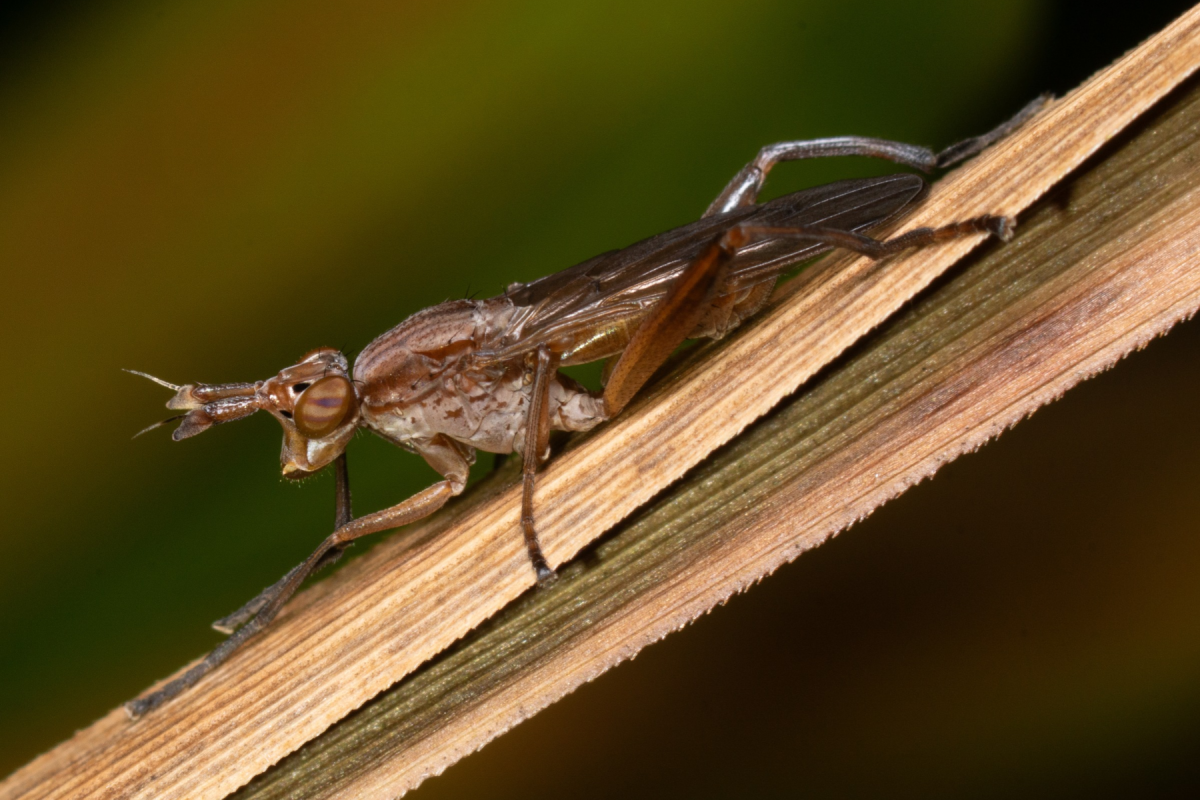A brown long-legged fly perches on a dry grass blade against a blurred green background.