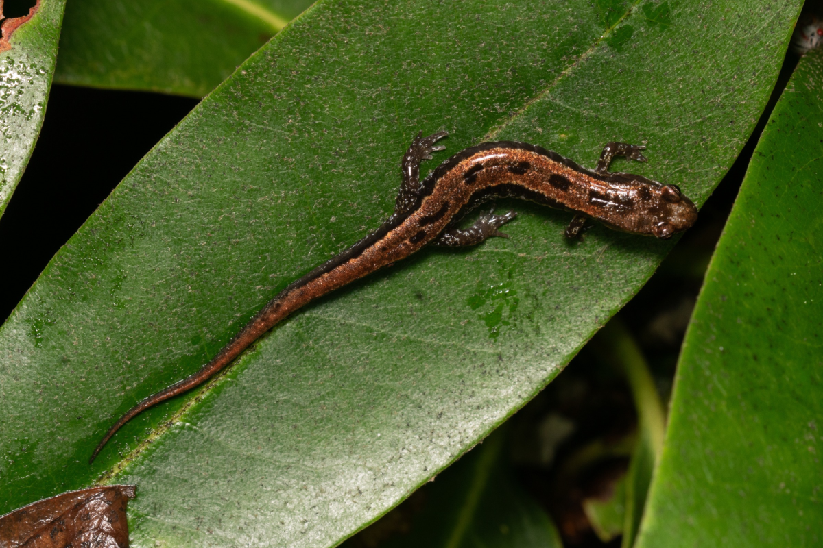 A small brown-and-black salamander with a long tail rests on a broad green leaf, its glossy skin contrasting with the foliage in a quiet rainforest scene.