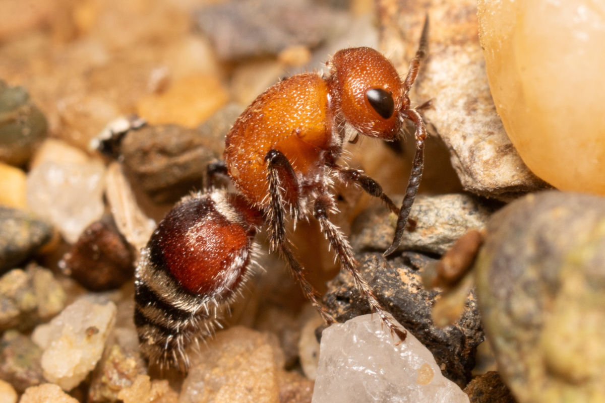 Close-up of a red-and-brown ant-looking insect with a fuzzy, banded abdomen exploring sunlit sand and small stones.