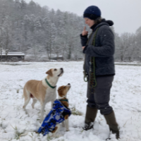 Renee Gamble, administrative support assistant, Department of History, walking dogs in the snow. Photo submitted