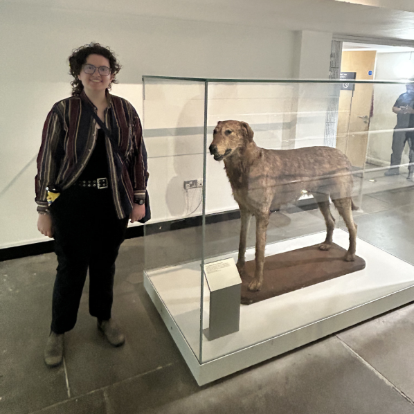 A person standing beside a glass display case containing the taxidermy model of an Irish Wolfhound.