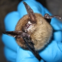 A northern long-eared bat with visible symptoms of white-nose syndrome. Flickr/U.S. Fish and Wildlife Service Headquarters image