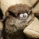 A bat displaying signs of white-nose syndrome — a fungal disease that, according to the National Park Service (NPS), has killed millions of U.S. bats since its discovery in 2006. Dr. Mark Spond, Appalachian State University’s liaison to NPS, recently conducted studies of bats along North Carolina’s Blue Ridge Parkway as part of an NPS grant-funded project — data from which will help expand NPS knowledge of the parkway’s rare and WNS-affected bat populations. NPS image