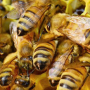 A research team at App State has received nearly $1.1 million in grant funding through the University of North Carolina System’s Research Opportunities Initiative to conduct a three-year honeybee research program aimed at addressing honeybee decline in the U.S. Photo by Todd Bush, courtesy of Hive Tracks