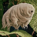 A 3D rendering of a tardigrade — a microscopic, eight-legged animal found in water and/or damp moss. Appalachian State University alumnus Harrison Esterly ’19 is a co-author of recently published research that shows a tardigrade-specific protein is safe for injection in mice and may therefore be suitable to stabilize vaccines at room temperature, which would eliminate the need for costly refrigeration during storage and transport. Shutterstock/3Dstock image