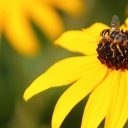 Counting bees, because bees count — App State creates pollinator-tracking app