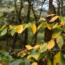 Yellow birch leaves on Grandfather Mountain, photographed Sept. 23 — part of the 5–10 percent of local landscape Neufeld said was showing color that weekend. Photo by Howard Neufeld