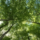 What is a forest carbon offset? According to its website, The Climate Trust defines a forest carbon offset as “a metric ton of carbon dioxide equivalent (CO2e) — the emission of which is avoided or newly stored — that is purchased by greenhouse gas emitters to compensate for emissions occurring elsewhere.”
