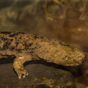 Eastern hellbenders are listed as a species of special concern in North Carolina. Credit: Getty