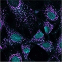 Mitochondria (purple) surrounding cell nuclei (blue) visualized by fluorescence microscopy. Credit: Gerald Shadel