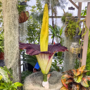 App State’s corpse flower, Mongo, bloomed at the Department of Biology Greenhouse on Nov. 24. Photo by Wes Craig