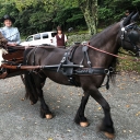 The horse and carriage pictured here, which appear in the documentary, were provided by Mimosa Hills Farm in Morganton. The carriage is driven by farm owner Crosby Reed. Students from Dr. Derek Davidson’s theater class volunteered as actors for the film, including Appalachian alumna Elizabeth Mason Moore ’19, who graduated with a B.A. in theatre education in May and is pictured right of Reed. Dalton Forster, a junior theatre arts major from Garner, pictured center in background, holds a boom microphone. Pho