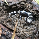A marbled salamander sits atop her eggs at Fort Leonard Wood in Missouri — the field work site of Appalachian State University biology professor Dr. Jon Davenport, who was awarded U.S. Geological Survey grant funding to research how climate change impacts Ozark salamander species. Photo courtesy of Dr. Jon Davenport