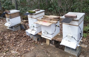Four honeybee hives in the local Boone community are equipped with the Beemon system created by students and faculty members in the Department of Computer Science at Appalachian State University. The hive pictured third from left is currently empty; its location between two active hives allows for it to be used to measure the level of background noise. Photo submitted
