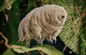 A 3D rendering of a tardigrade — a microscopic, eight-legged animal found in water and/or damp moss. Appalachian State University alumnus Harrison Esterly ’19 is a co-author of recently published research that shows a tardigrade-specific protein is safe for injection in mice and may therefore be suitable to stabilize vaccines at room temperature, which would eliminate the need for costly refrigeration during storage and transport. Shutterstock/3Dstock image