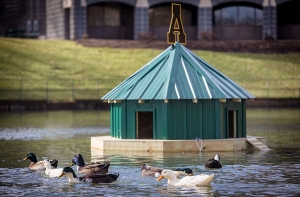 A floating shelter for campus ducks was installed on the Appalachian Duck Pond Monday. The block A logo on the shelter’s roof is made of recycled metal. Photo by Marie Freeman