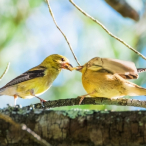 A male American Goldfinch feeds his female mate some tasty grub on a tree branch in Boone Sept. 26.