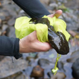 A biologist holds an Eastern hellbender, which can grow up to two and a half feet. USFWS