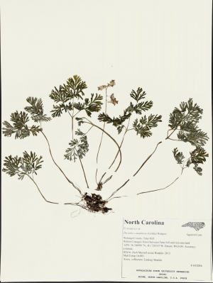 High Country Herbarium