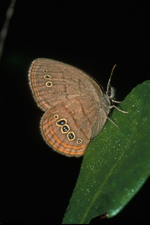 Photo of the St. Francis’ satyr butterfly. Photo courtesy of U.S. Fish and Wildlife Service