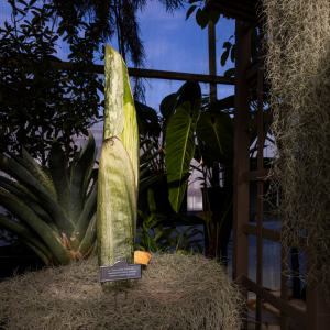 "Mongo," Appalachian State's corpse flower, came to the Department of Biology's Greenhouse in 2011 as a generous gift from the Atlanta Botanical Garden. The plant is anticipated to bloom the week of November 12, emitting a powerful stench. Photo by Chase Reynolds.