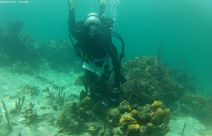 Dr. Cara Fiore, visiting assistant professor in Appalachian’s Department of Biology, dives off the coast of Bocas del Toro, Panama, during her summer 2019 research to study sea sponge filtration. Photo courtesy of Dr. Cara Fiore