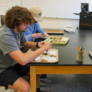From left, junior anthropology majors, Shaun Pell, Matthew Chapman and Ava O’Nan measuring the size of the samples while in Alice Wright’s lab on Aug. 27.