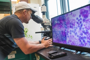 Appalachian senior James Wise of Boone has focused his thesis research on pollen viability assays and cytological studies to identify genetic barriers to reproduction in Virginia’s Spiraea. Photo by Marie Freeman 