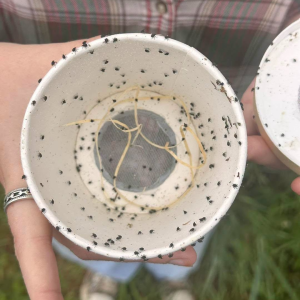 Weevils in a cup.