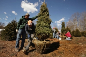 Christmas Tree Workers in North Carolina